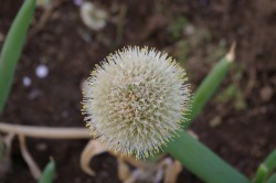 ���L��