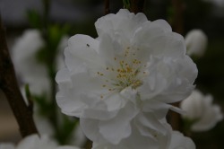 �v�����œM�ꂽ����